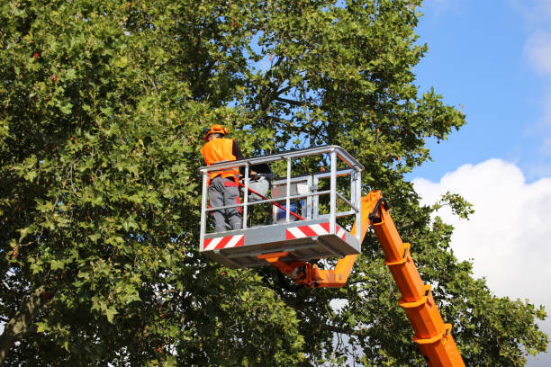 Best Weed Control  in Harrison, NY